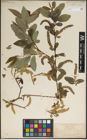 Foto von Salix laevigata Bebb